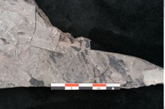 Foto (Detailansicht) von Dioonites permaeformis Schenk (NHMW-GEO-2024-0188-10642)